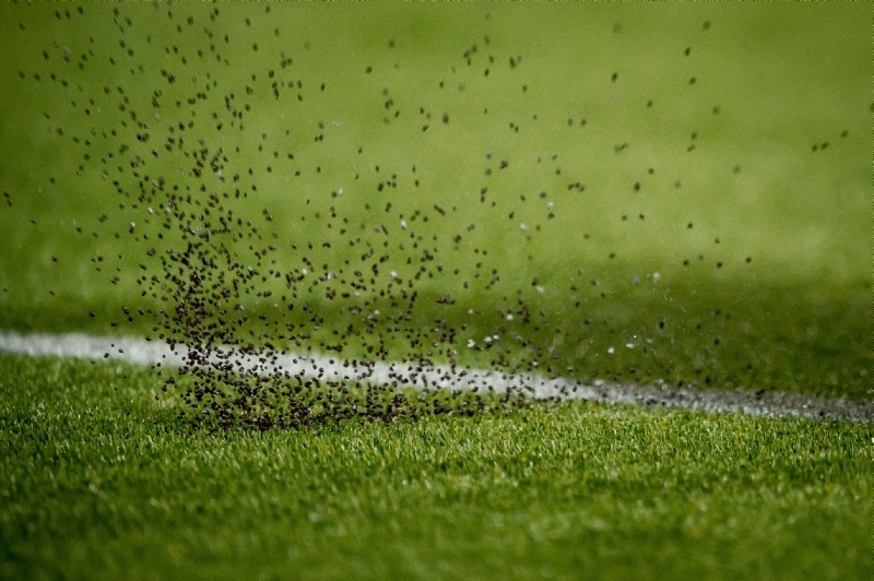 veld veld